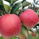 별빛아리수 이미지