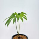 (주)이라디아 이미지