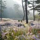 친환경 식물로 소품만들기 이미지