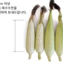 강원도햇찰옥수수