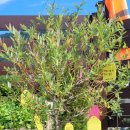 CU춘천고은쉼터점 이미지