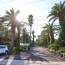 상가리농장 이미지