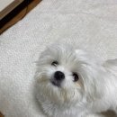 강서구 애견 미용,돌봄,호텔[도기도기] 미용후기