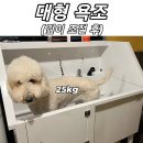 큰댕댕 개치원 이미지