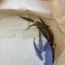 인제 돌배 제1야영장 캠핑