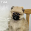 펫밀리# 이미지