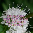 미덕 이미지