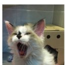 엘케이동물의료센터 이미지