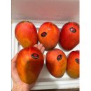 애플망고 이미지