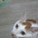 냥이커뮤니케이션 이미지