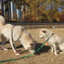 오늘도 신나개 이미지