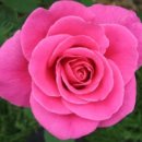 구로-구로-구로-837 이미지