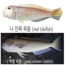 ♡.. 짝퉁 옥돔 (great nothern tilefish) 이미지