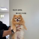 솜마(나) 이미지