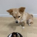 댕댕이수라상 이미지