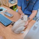 빛고을 동물의료센터 이미지