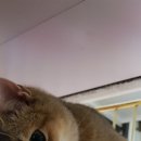 온지 이미지