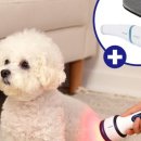 레이 펫 이미지