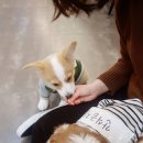 도니바니 애견유치원 | 노원 애견카페 <카페멍스> 귀여워쥬그뮤ㅠㅠㅠ
