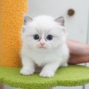 광주강아지분양 고양이분양 미유펫 본점 이미지