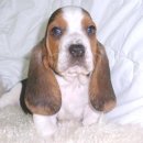 바셋하운드 이미지