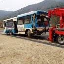 양평특수견 이미지