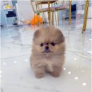 꽃강아지 이미지