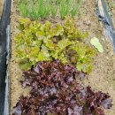 비야농장 이미지