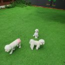 파파퍼피 DOG하우스 이미지