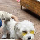 강아지공간 이미지