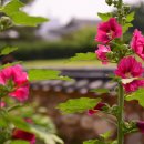 돌담한옥 이미지