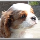 예쁜강쥐 이미지