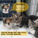 용인시 동물보호센터 이미지