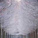 메타세쿼이아랜드 이미지