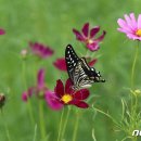 나비 - 포항시 북구 두호로37번길 5-1 | 나비