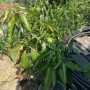 상용농장 이미지