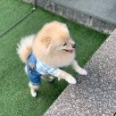 메르시 애견 펜션 이미지