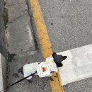 원주 단계동 사진관 포토라임 반려동물 프로필 사진 후기 프로필 사진 준비물