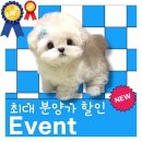 이쁜강아지 이미지