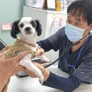 성남 시립동물병원 이미지