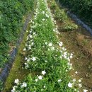 장백농장 이미지