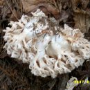 21C 2농장 이미지