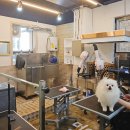 애옹애몽 이미지