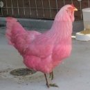 부경밀면 이미지