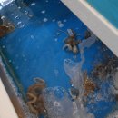 예가낙지마을 이미지