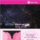 2024 경주 대릉원돌담길 벚꽃축제 이미지