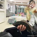 다복족발 이미지