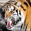 어흥