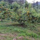 예천농장 이미지