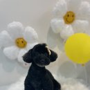 댕그리 펫 살롱 이미지